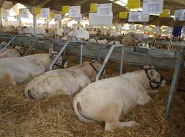 Expertos trabajan en la mejora de la reproducción del vacuno de carne