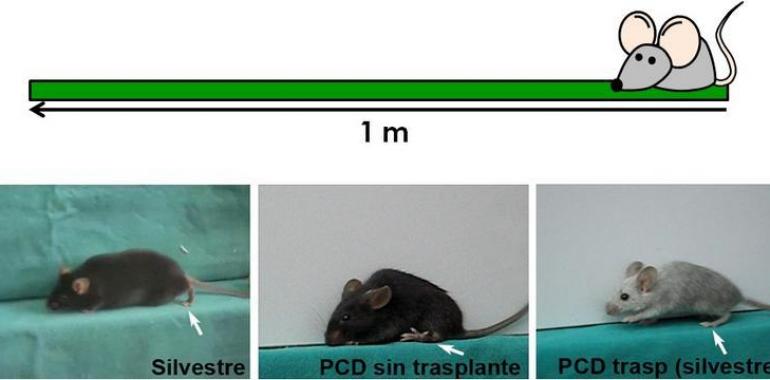 El trasplante de médula ósea logra mejoras en ratones con ataxia