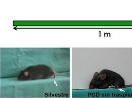 El trasplante de médula ósea logra mejoras en ratones con ataxia