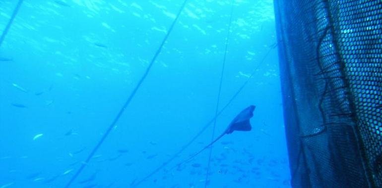 Estudio sobre las especies de peces salvajes asociadas a la acuicultura en mar abierto 