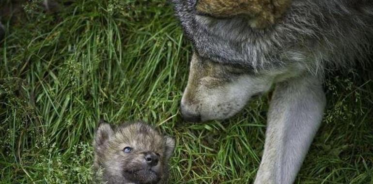 El PP exige al Principado que se puedan cazar lobos en las reservas y retirar las camadas