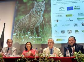 El proyecto Iberlince pretende aumentar la población del felino en un 66% 