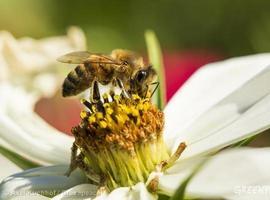 La producción de miel cae en picado mientras proliferan los enemigos de la abeja