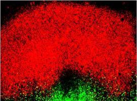Descubren una de las claves de la formación del sistema nervioso 