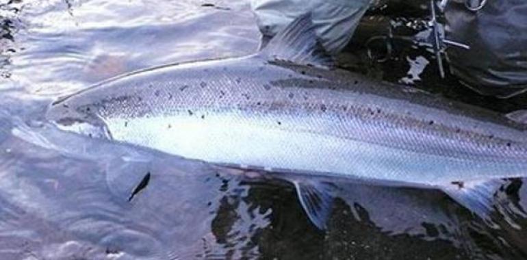 Llamamiento de la  NORTH ATLANTIC SALMON FUND -NASF-