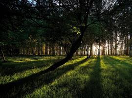 Expertos forestales de 12 países analizan mañana la Gestión Forestal Sostenible