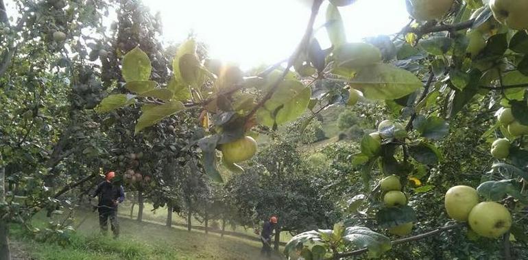 Dos especies invasoras de insectos amenazan los manzanos asturianos