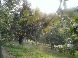 Dos especies invasoras de insectos amenazan los manzanos asturianos