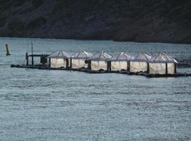 Descubierta una nueva estrategia de adaptación en las bacterias marinas