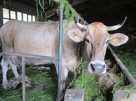 Las asturianas toman el mando de las explotaciones ganaderas