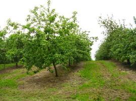 El Senado aprueba integrar los agricultores en el Régimen General de la SS