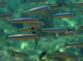 Descartes de pescado, remedio barato contra la hipertensión