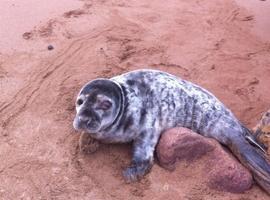 Rescatada otra cría de foca herida en la costa asturiana