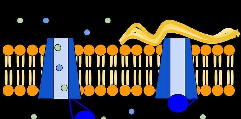Lanzamiento de un proyecto europeo sobre la #fibrosis #quística 