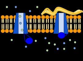 Lanzamiento de un proyecto europeo sobre la #fibrosis #quística 