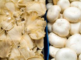 Setas comestibles:Toma antiinflamatorios con ajo y perejil