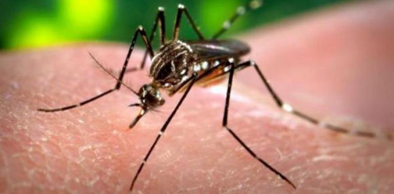 Confirman el primer contagio de zika en Dinamarca  
