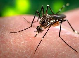 Confirman el primer contagio de zika en Dinamarca  