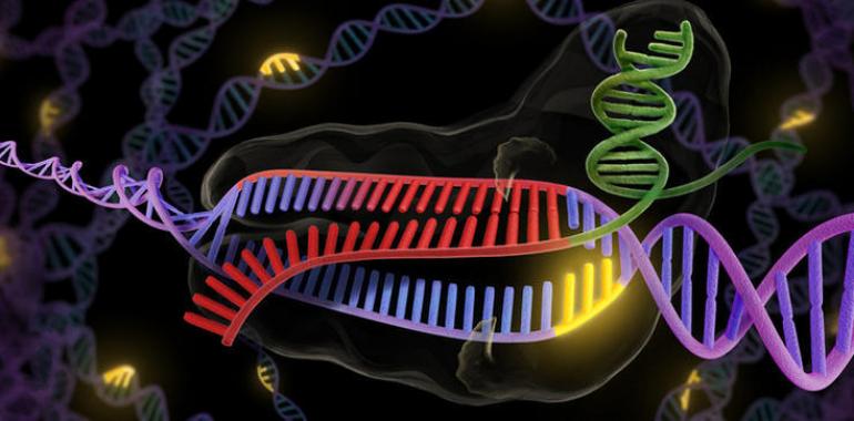 Reino Unido, primer país que autoriza la edición genética de embriones humanos