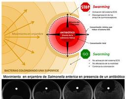 Descubren como se esconden las bacterias de los antibióticos