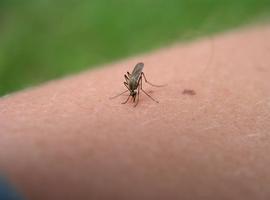 La OMS eleva la alerta por el Zika al mismo nivel del ébola en 2014