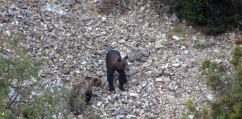 Un celo de osos atípico