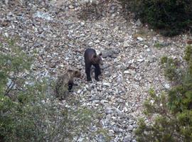 Un celo de osos atípico