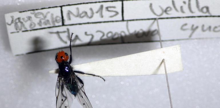 Una mosca del norte de España resucita tras casi dos siglos extinta