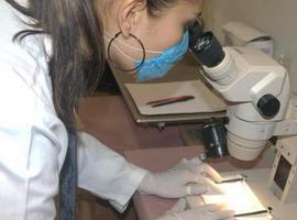 Sanidad confirma el primer caso de zika en una embarazada en España
