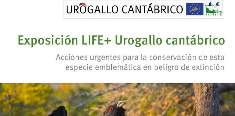  Exposición sobre el urogallo en la Casa de Cultura de Castropol hasta el 27 de febrero