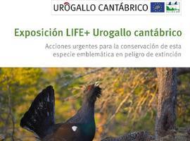  Exposición sobre el urogallo en la Casa de Cultura de Castropol hasta el 27 de febrero