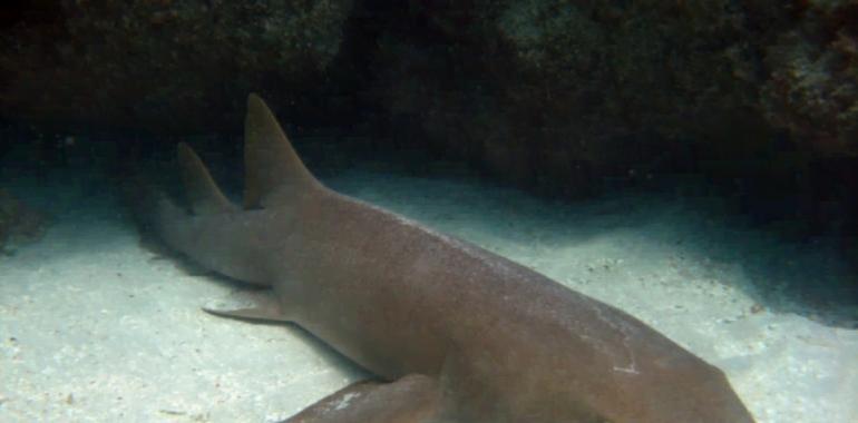 El tiburón más vago del mundo se gana la vida tan ricamente