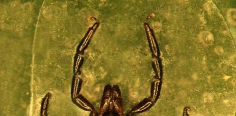 Secuenciado el genoma de una garrapata asesina
