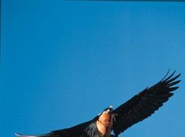 II Jornadas de Aves en el Pirineo 