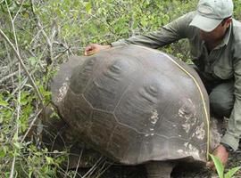 Censo de tortugas en Volcán Sierra Negra 