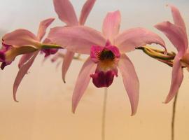 Orquídeas: Desarrolla Semarnat Plan de Manejo para Uso Sustentable 