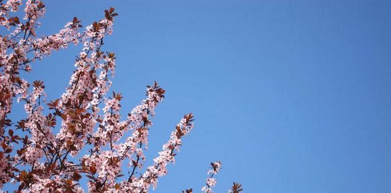 La primavera en Asturias trae menos alergias que otros años