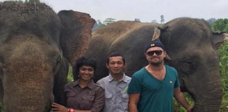 DiCaprio apoya en Indonesia la lucha contra la tala de la selva y la caza furtiva