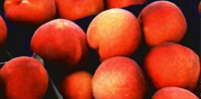 España reclama un mayor incremento de los precios de retirada de los melocotones y las nectarinas