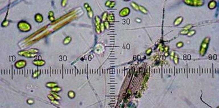 Aquatic Systems Monitoring, segundo grupo de investigación creado por el CENTA