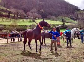 56 ejemplares exhibidos en el concurso comarcal de caballo de silla de Aller