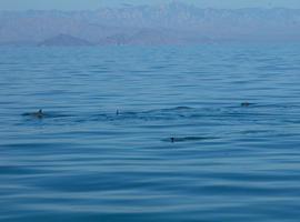 Avistamiento de nueve ejemplares de Vaquita Marina en las Rocas Consag