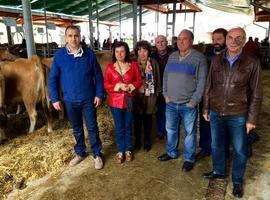 El Principado destina 1,2 M€ a la conservación de ganado autóctono