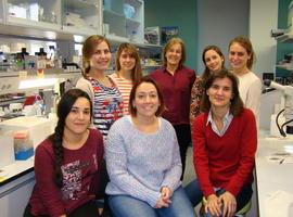 Investigadoras del CSIC e IBGM estudian un nuevo tratamiento para la restenosis vascular