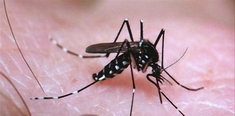 Los afectados por Zika en España son ya 121, dos en Asturias
