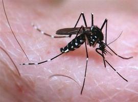 Los afectados por Zika en España son ya 121, dos en Asturias