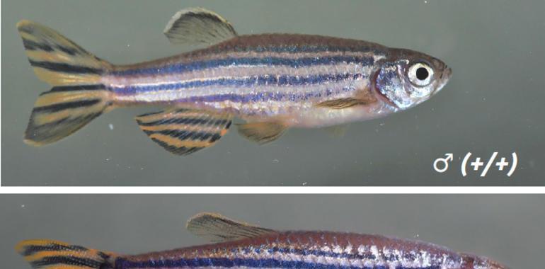 EL CSIC consigue crear peces un 60 % más grandes sin aumentar la grasa