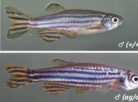 EL CSIC consigue crear peces un 60 % más grandes sin aumentar la grasa