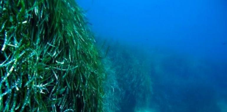 Las praderas de posidonia del Mediterráneo, fuente de vida