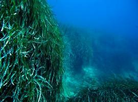 Las praderas de posidonia del Mediterráneo, fuente de vida